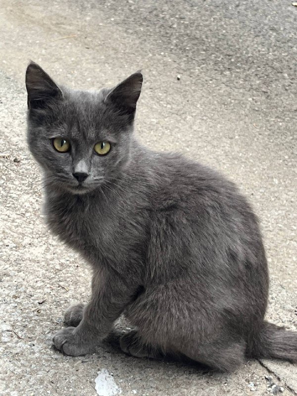 Котёнок в хорошие руки