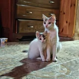 Кошка и котенок 4