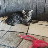 Котёнок 3