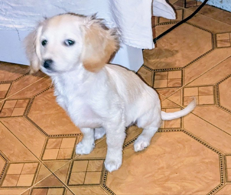 Щенки породы Джек-а-пу, девочка и два мальчика, 6 месяцев