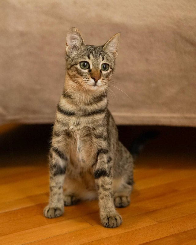 Кошка Сакура ищет дом 5