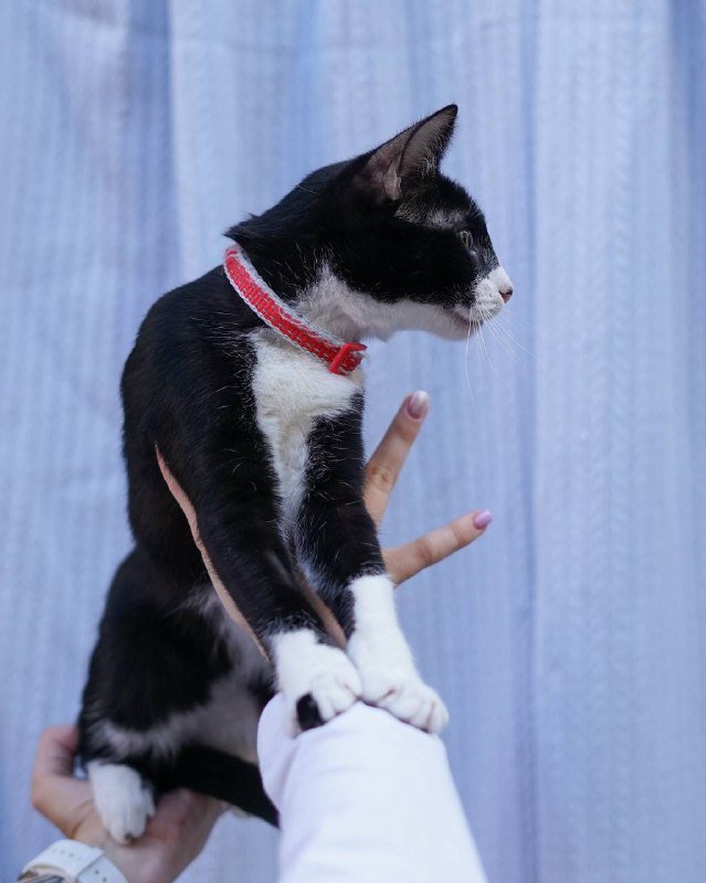 Котенок Вишенка для принятия в семью 4