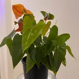 Комнатные цветы 2