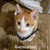 Котята 5