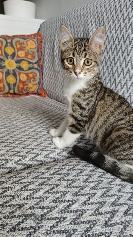 Кошка Сулико, 3 месяца, ищет дом