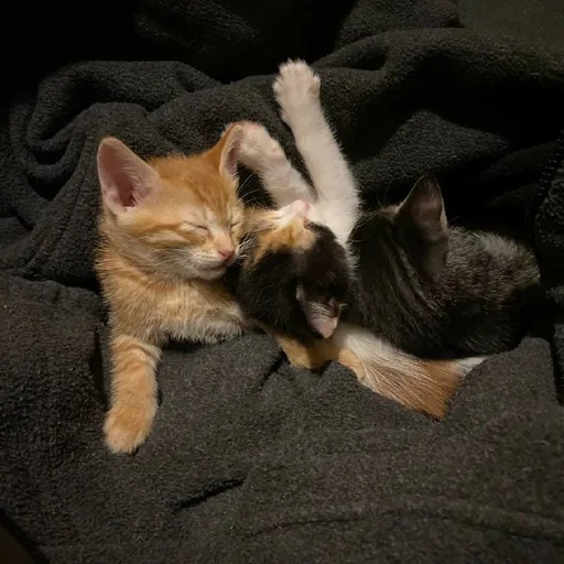 Котята