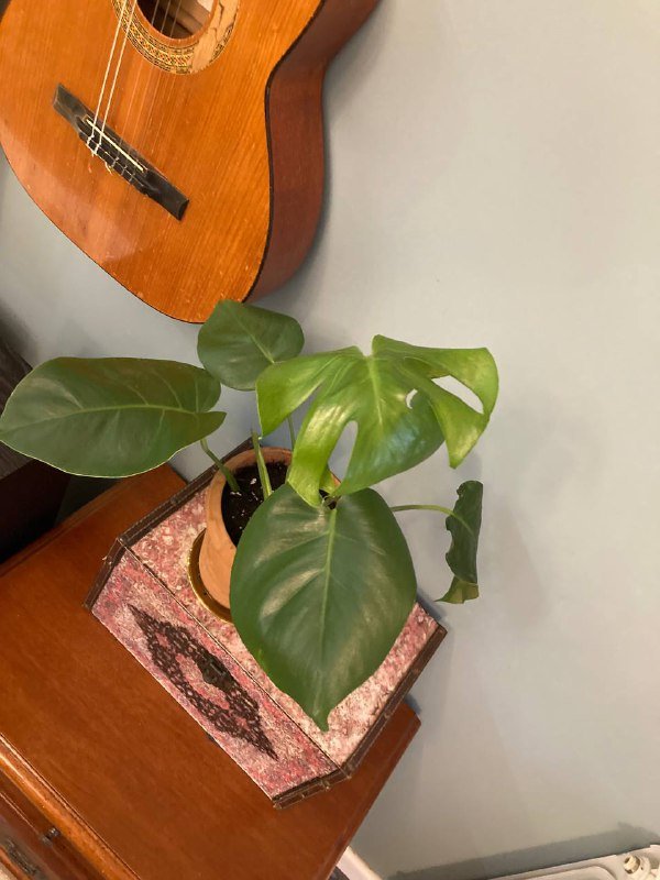 Монстеры большая и поменьше 3