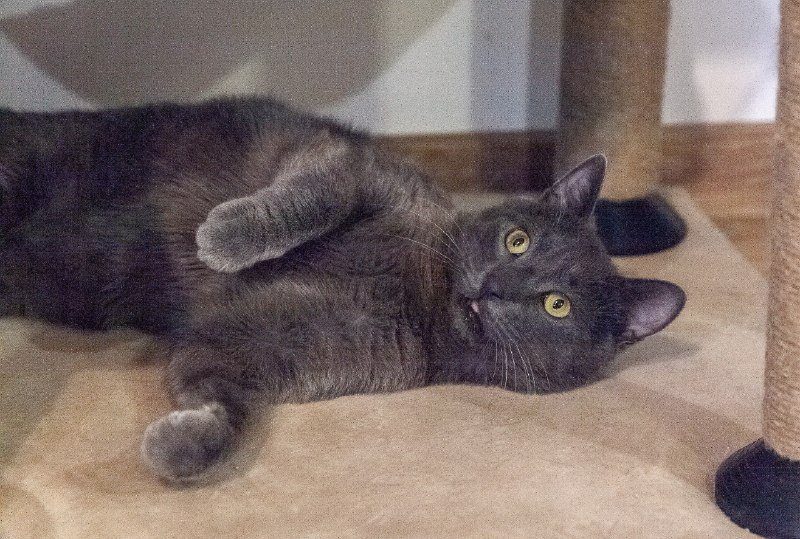 Коты Мамонт и Доминик ищут дом