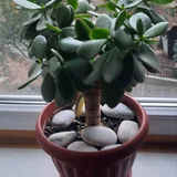 Комнатные растения в горшках 5