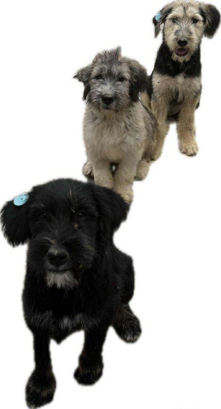 Щенята 5 месяцев бесплатно