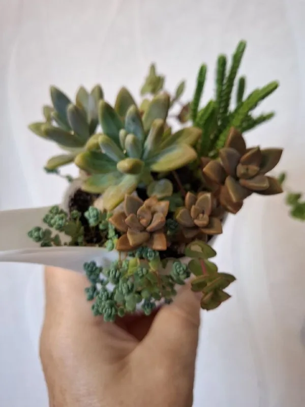 Суккуленты 1