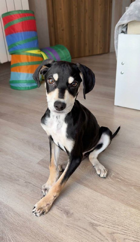 Щенок 4 месяцев ищет дом 2