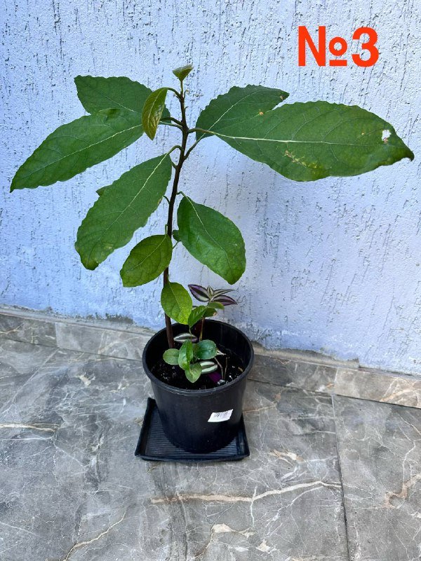 Комнатные растения: традесканция зебрина, кофе арабика, цитрусы, кумкват, авокадо, цикламены, пуансеттия, азалия, мини-хризантемы, мушмула 3