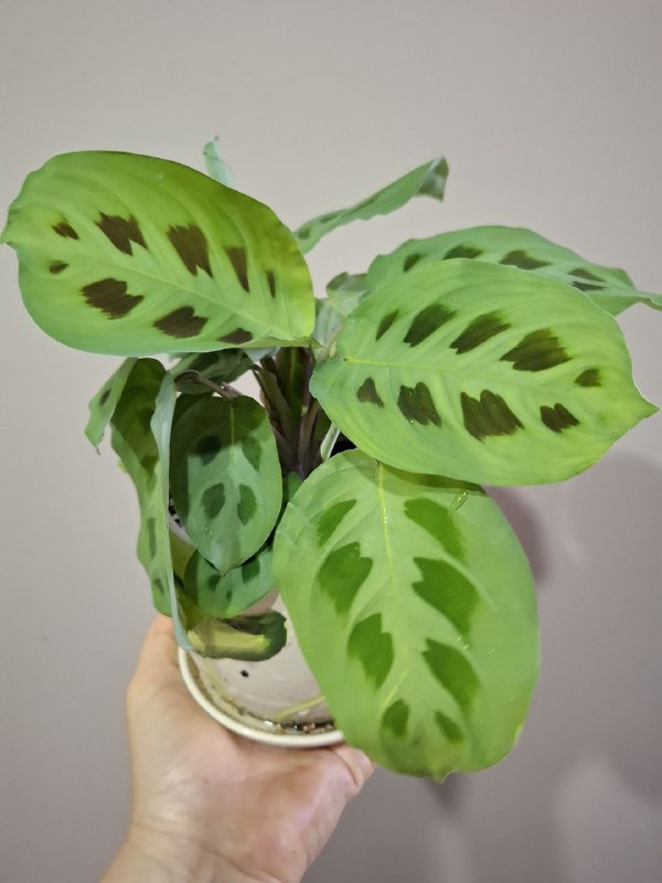 Фикусы, клеродендрум, папоротник, бегония, колеус, традесканция, марана с горшком 7