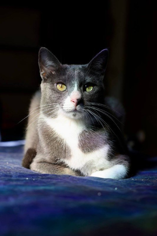 Кот Директор для дома и любви 3