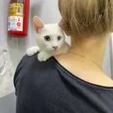 Котёнок Шмупсик 3
