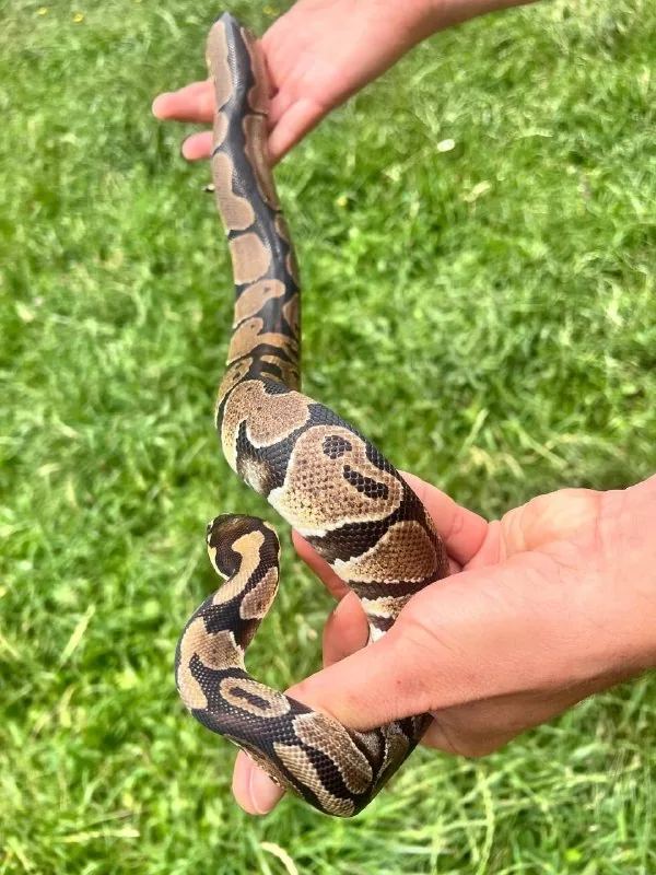 Royal python 1