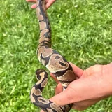 Royal python 1