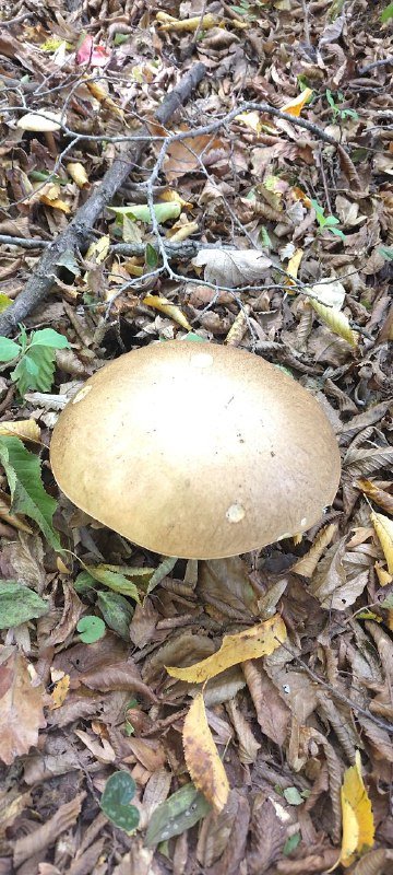 Поездки с гидом грибником в осенний лес Тбилиси 5