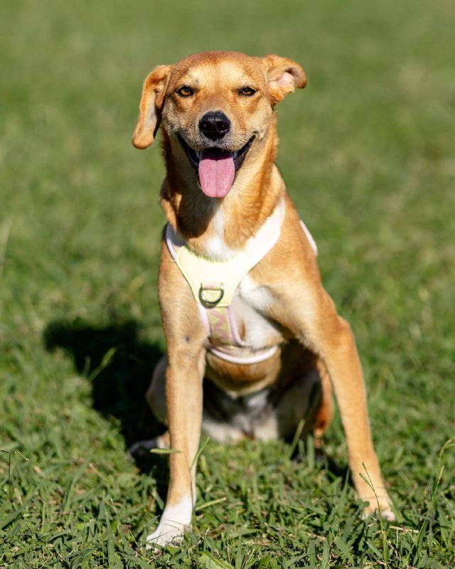 Собака Черри 9 месяцев ищет дом 2