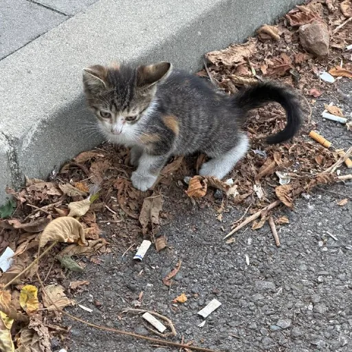 Котята