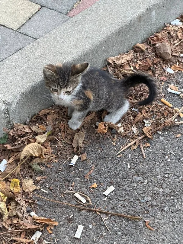 Котята 1