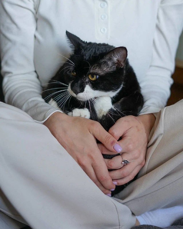 Молодой кот Дэни с вайбом «деда» для души и компании 4