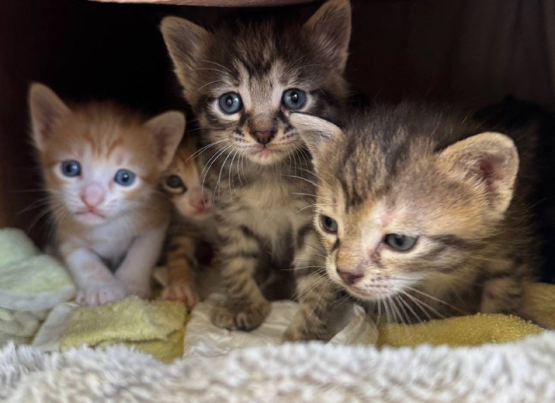 Котята и мама-кошка в дар