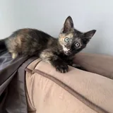 Котенок 1