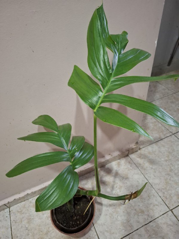 Монстеры разных размеров, рафидофора, папоротник, суккуленты, роули