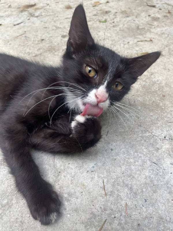 Котёнок девочка около трёх месяцев