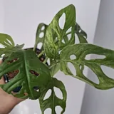 Комнатные растения 6