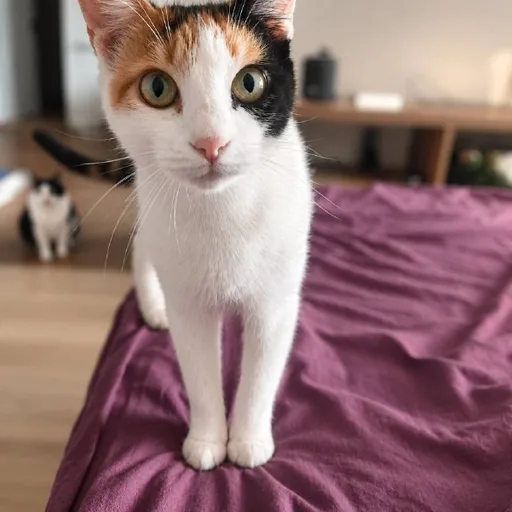Кошка Муся ищет дом
