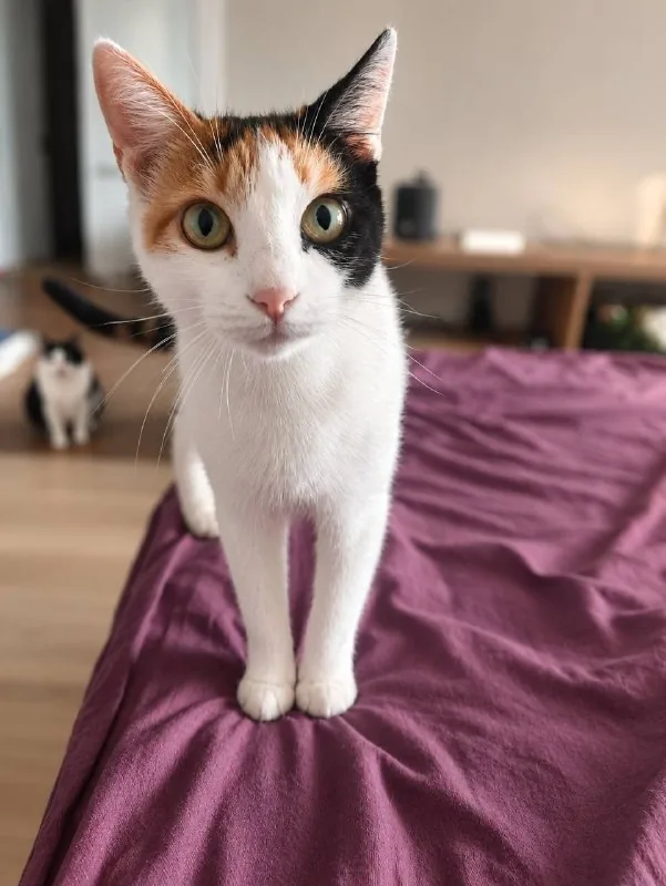 Кошка Муся ищет дом 1