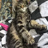 Котенок мейн-кун 2
