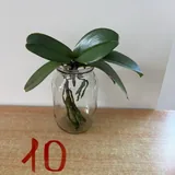 Орхидеи 4