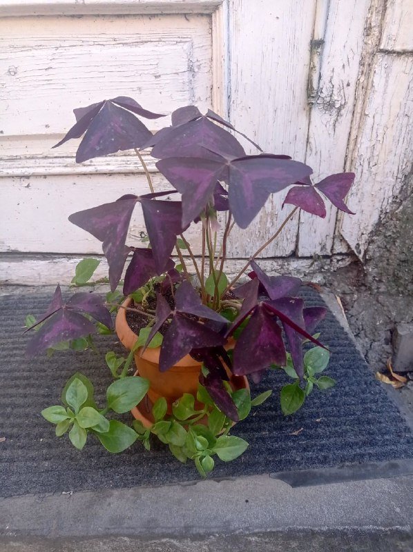 Комнатное растение в горшке