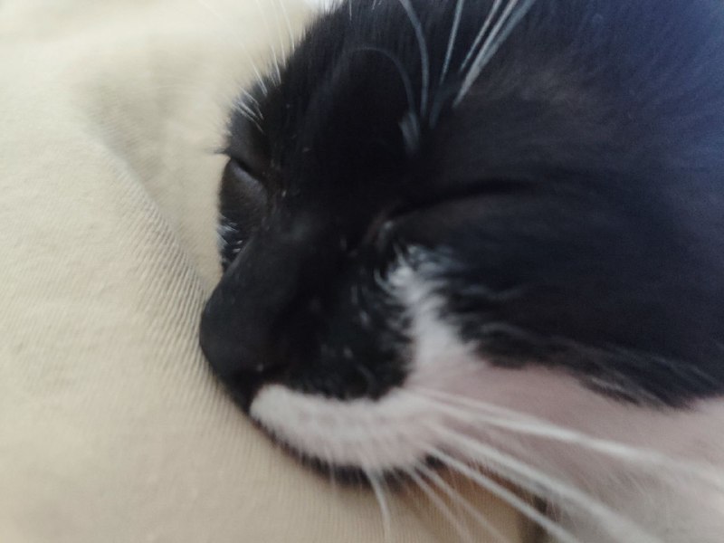 Котенок Пузик ищет дом с игрушками и кормом 4