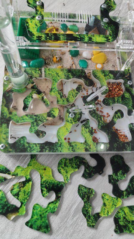 Муравьиная ферма с крупной колонией и кормом 2