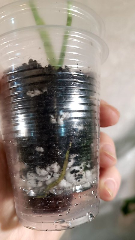 Монстера Манки, Сциндапсус Пиктус, Филодендрон Медуза, Рафидофора 2