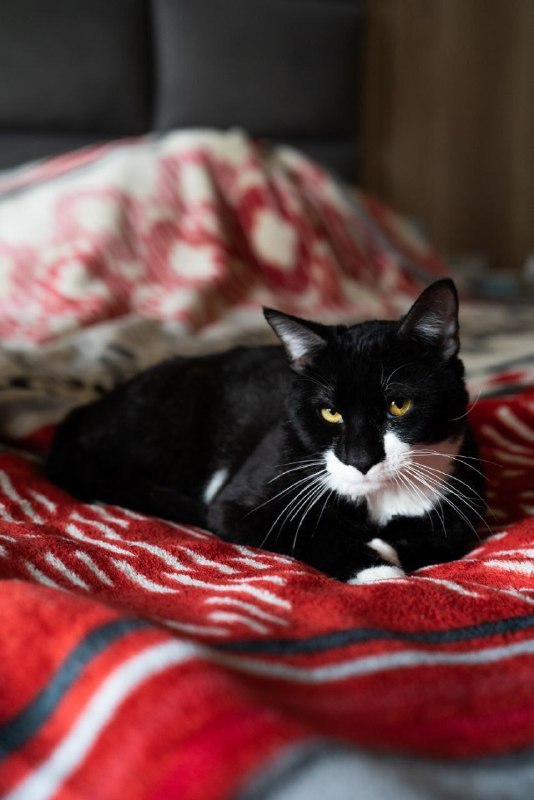 котёнок Дэни ищет дом 3