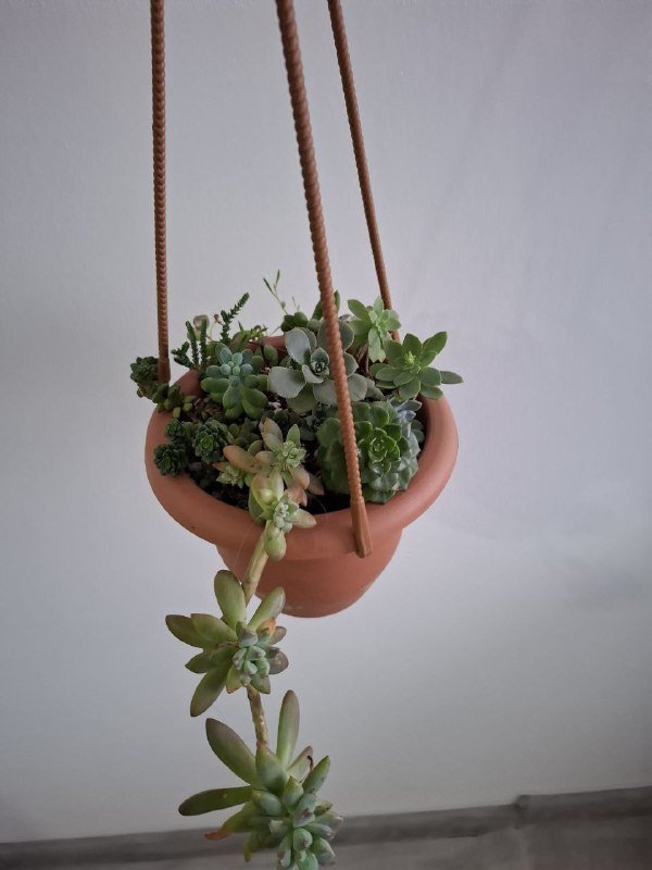 Суккуленты, монстеры разных размеров 2