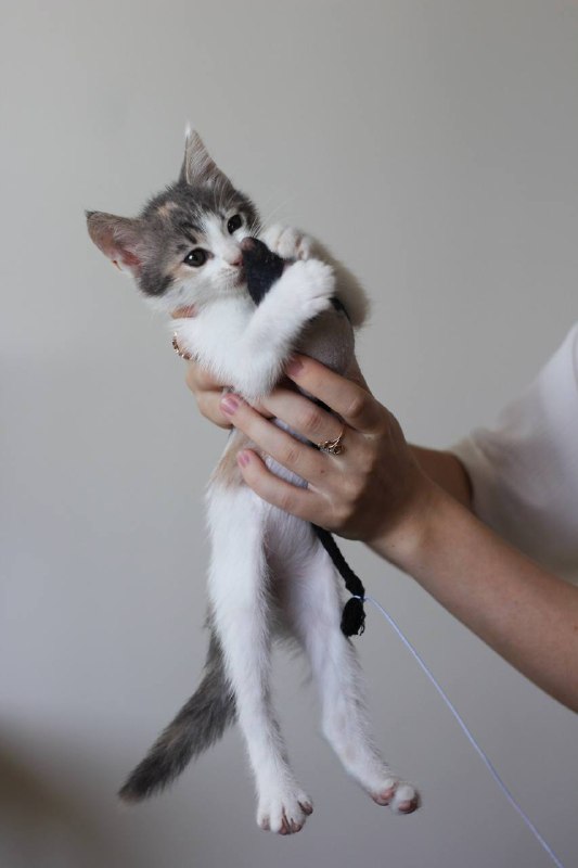 Котенок девочка 6