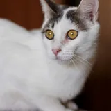 Кот Беляшик ищет дом 2