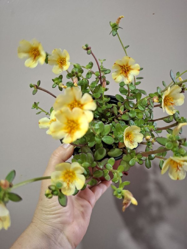 Монстера, геффлера, фикус, строманты, оттона, портулак цветущий 10