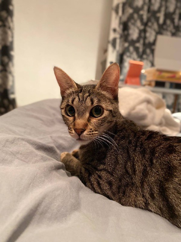 Кошечки Альфа и Юми ищут дом