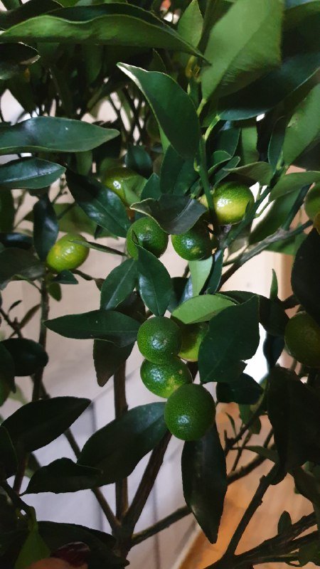 Кумкват с большим количеством плодов высота 160 см 3