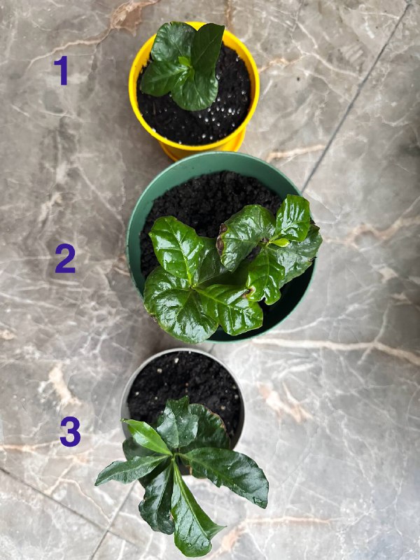 Кофе арабика комнатные растения №1, №2, №3