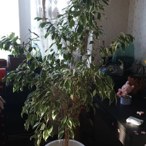 Фикус