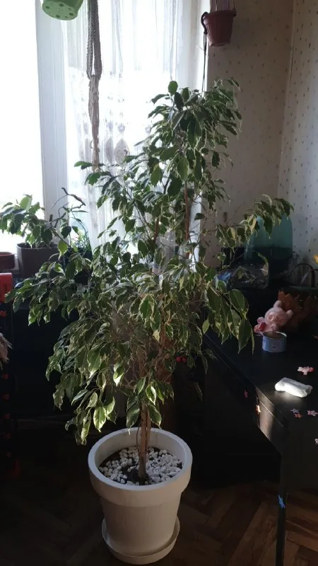 Фикус